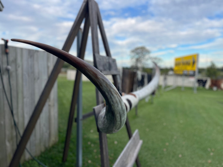 Mounted Cow Horns 16 (delivery extra on request)