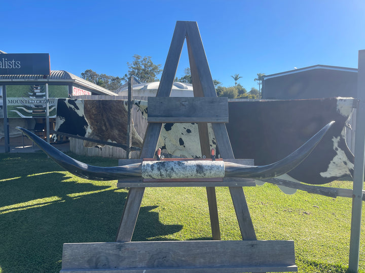 Mounted Cow Horns 16 (delivery extra on request)