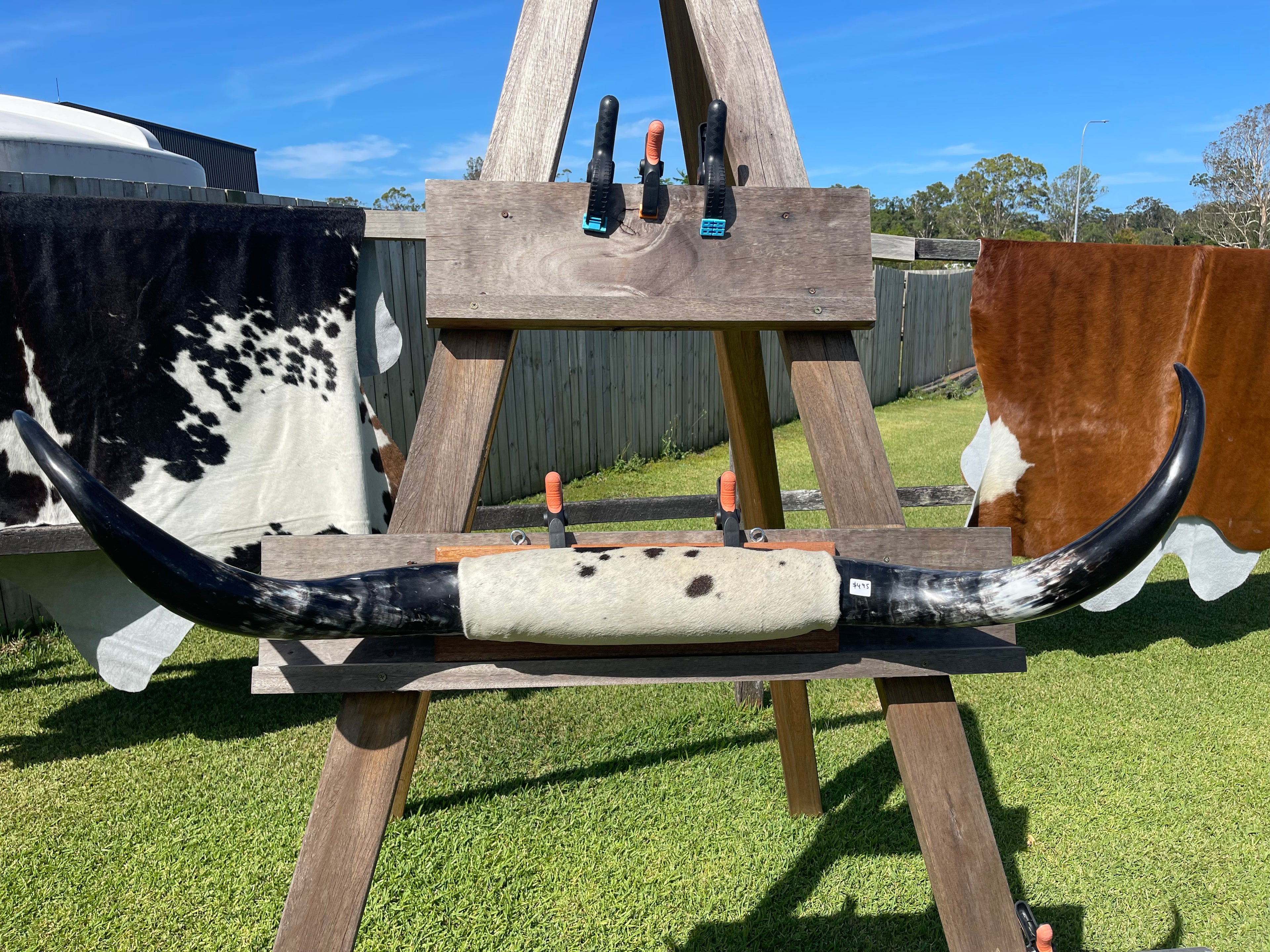 Mounted Cow Horns 05 (delivery extra on request)