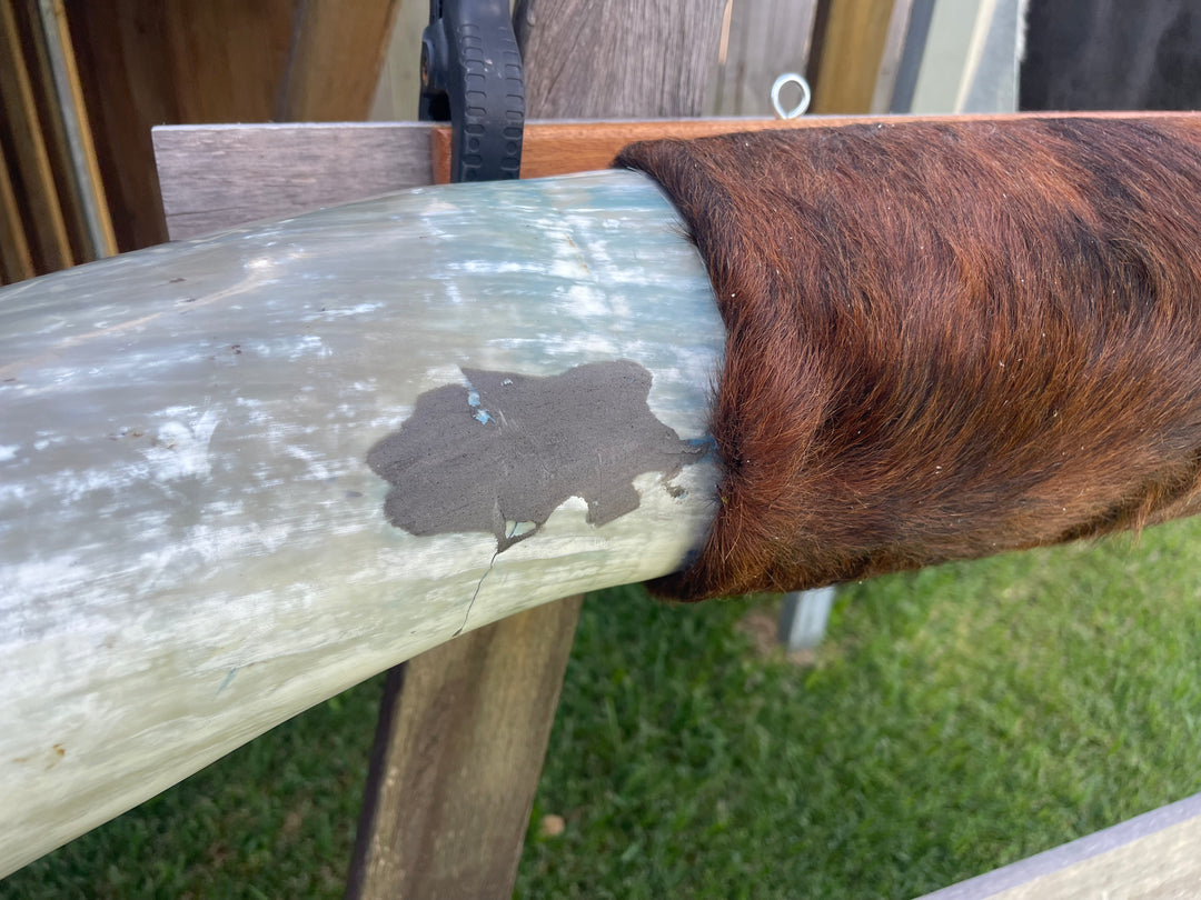 2nd grade Mounted Cow Horns 47 (delivery extra on request)
