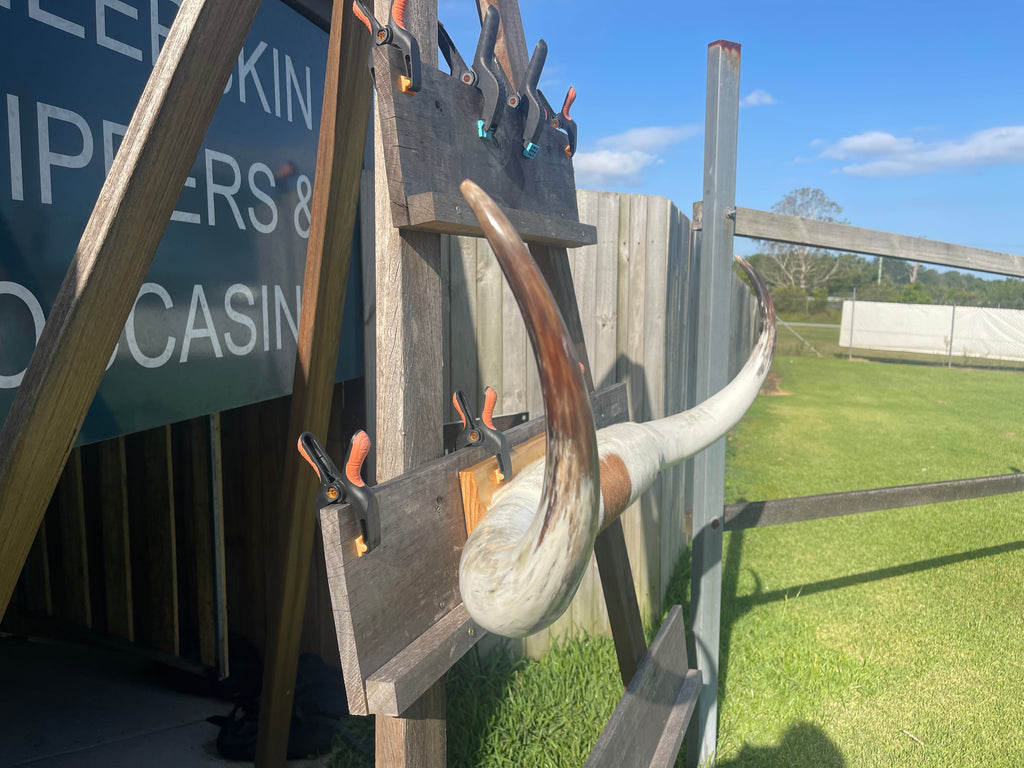 Mounted Cow Horns 40 (delivery extra on request)