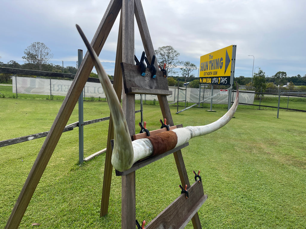 Mounted Cow Horns 29 (delivery extra on request)