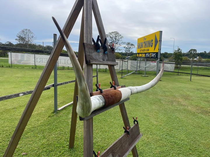 Mounted Cow Horns 29 (delivery extra on request)