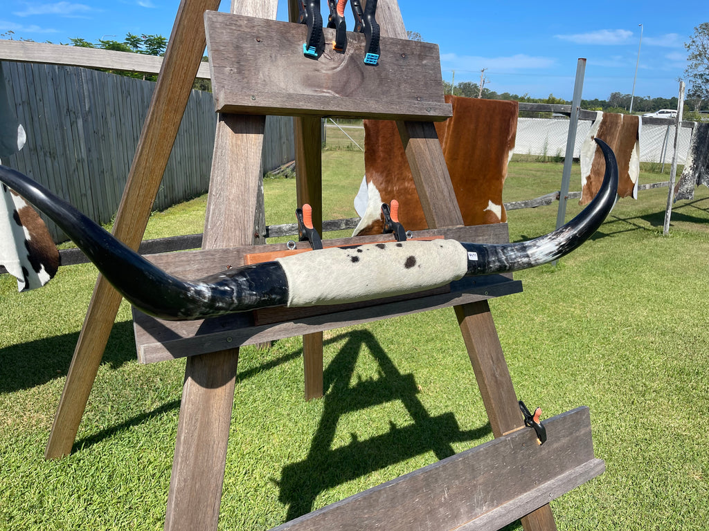 Mounted Cow Horns 05 (delivery extra on request)