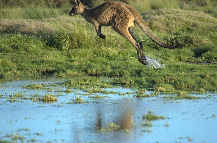 Specialty Skin - Kangaroo