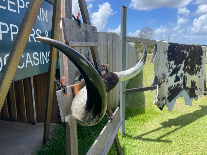 Mounted Cow Horns 42 (delivery extra on request)