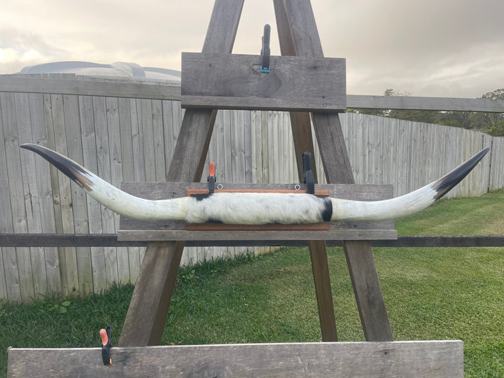 Mounted Cow Horns 27 (delivery extra on request)