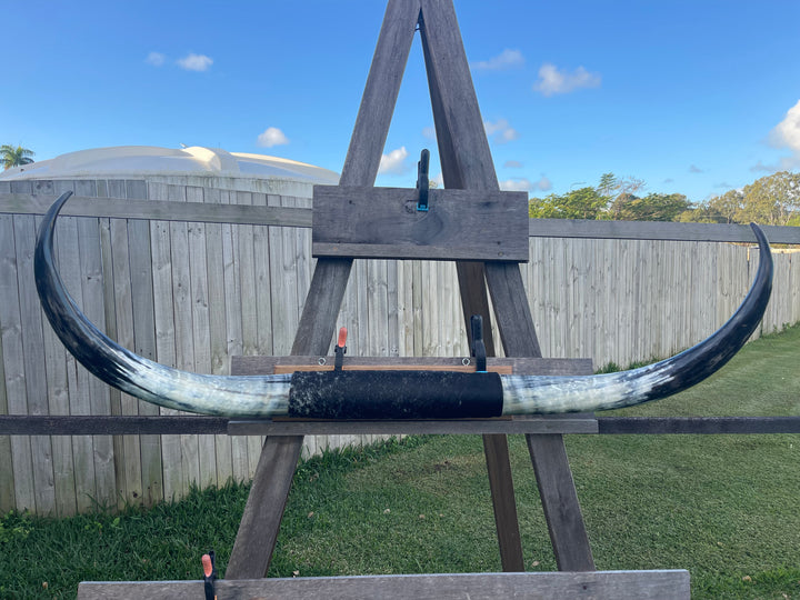 Mounted Cow Horns 13 (delivery extra on request)