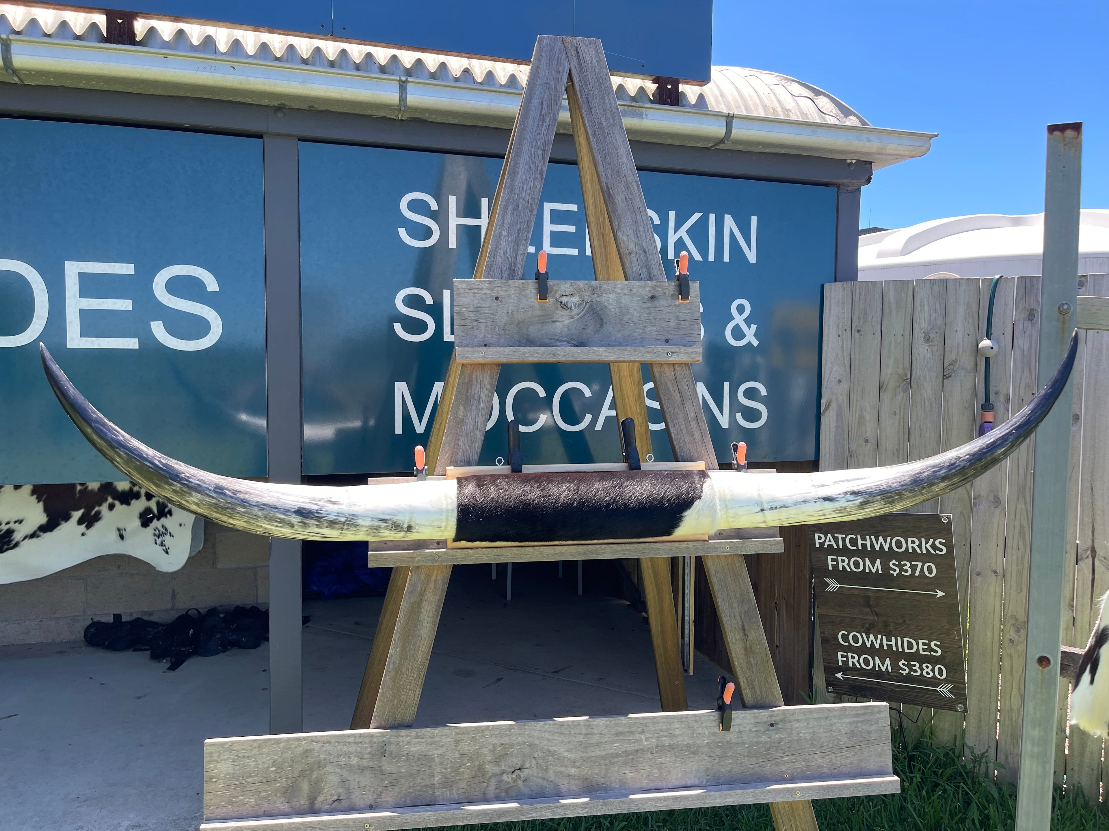 Mounted Cow Horns 14 (delivery extra on request)