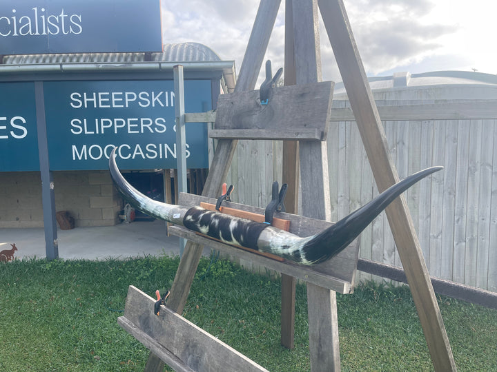 Mounted Cow Horns 05 (delivery extra on request)