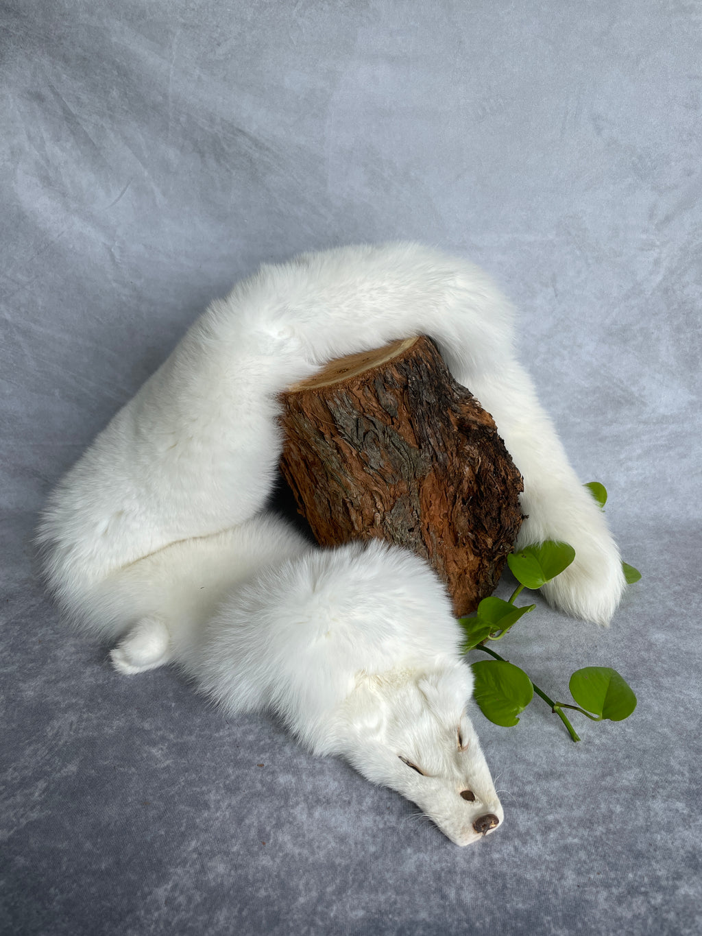 Specialty Skin - Fox Skins