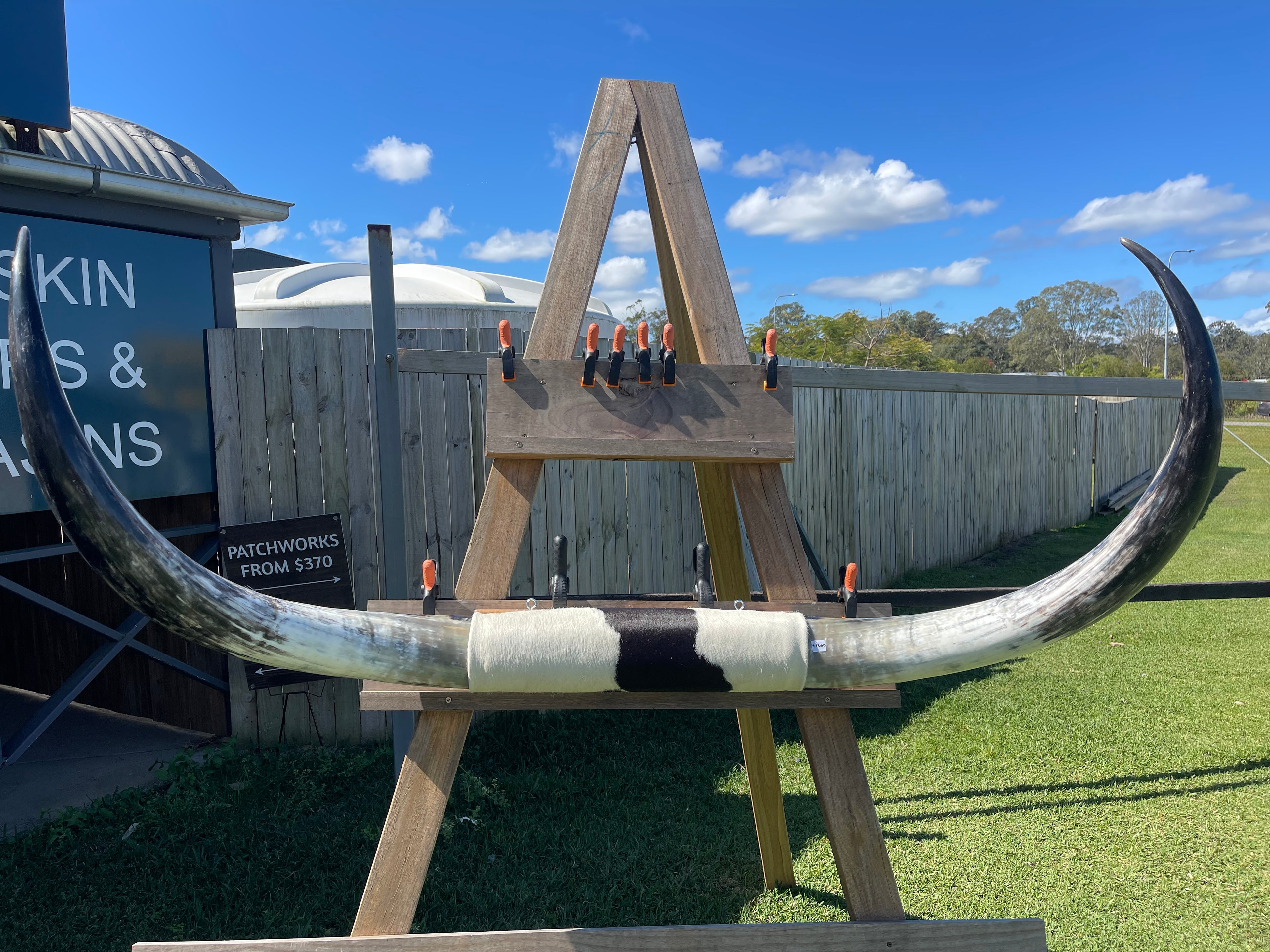 Mounted Cow Horns 40 (delivery extra on request)