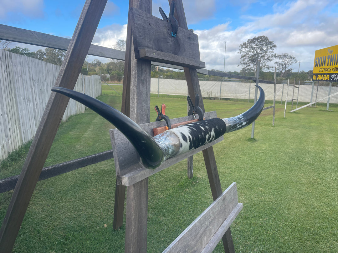 Mounted Cow Horns 01 (delivery extra on request)