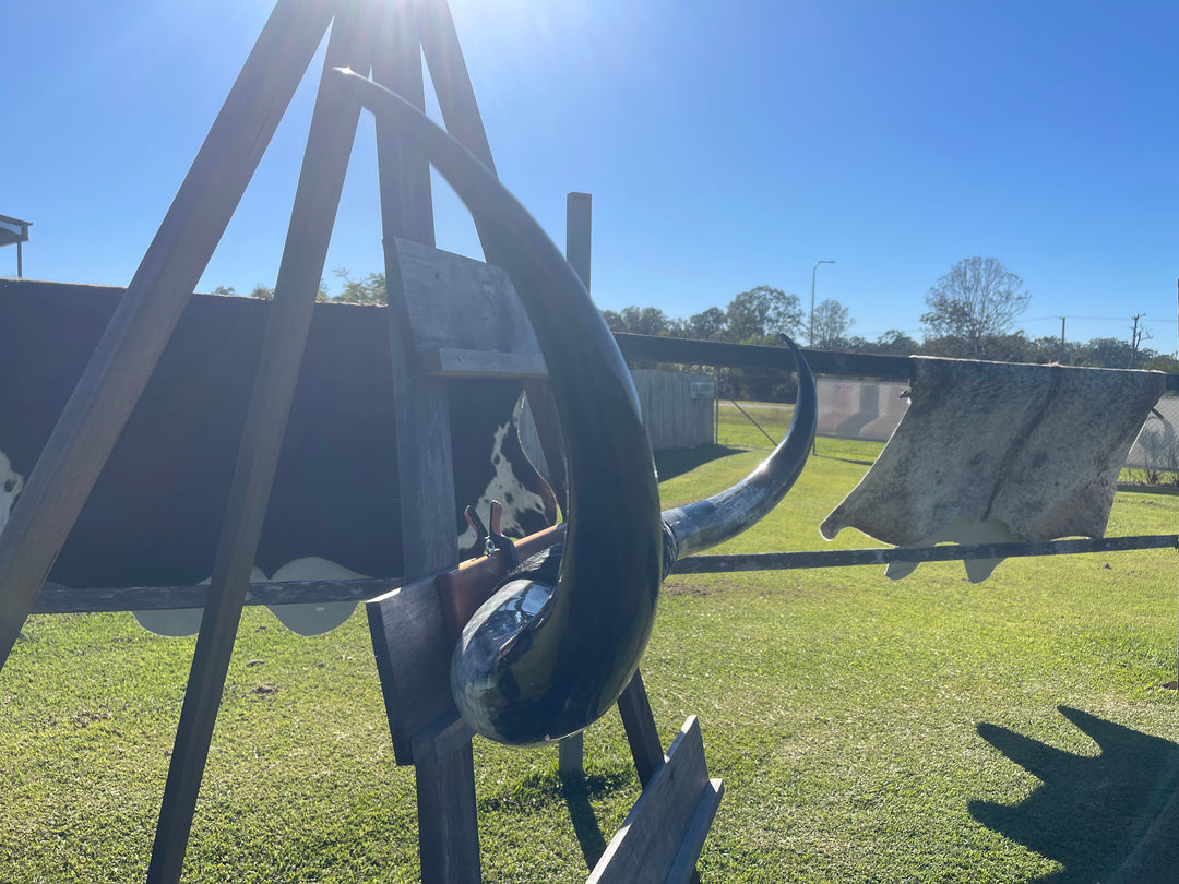 Mounted Cow Horns 14 (delivery extra on request)