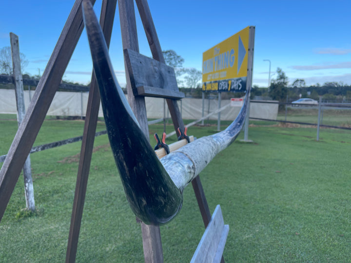 Mounted Cow Horns 49 (this set free delivery, can be dismantled)