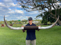 Mounted Cow Horns 49 (delivery extra on request)
