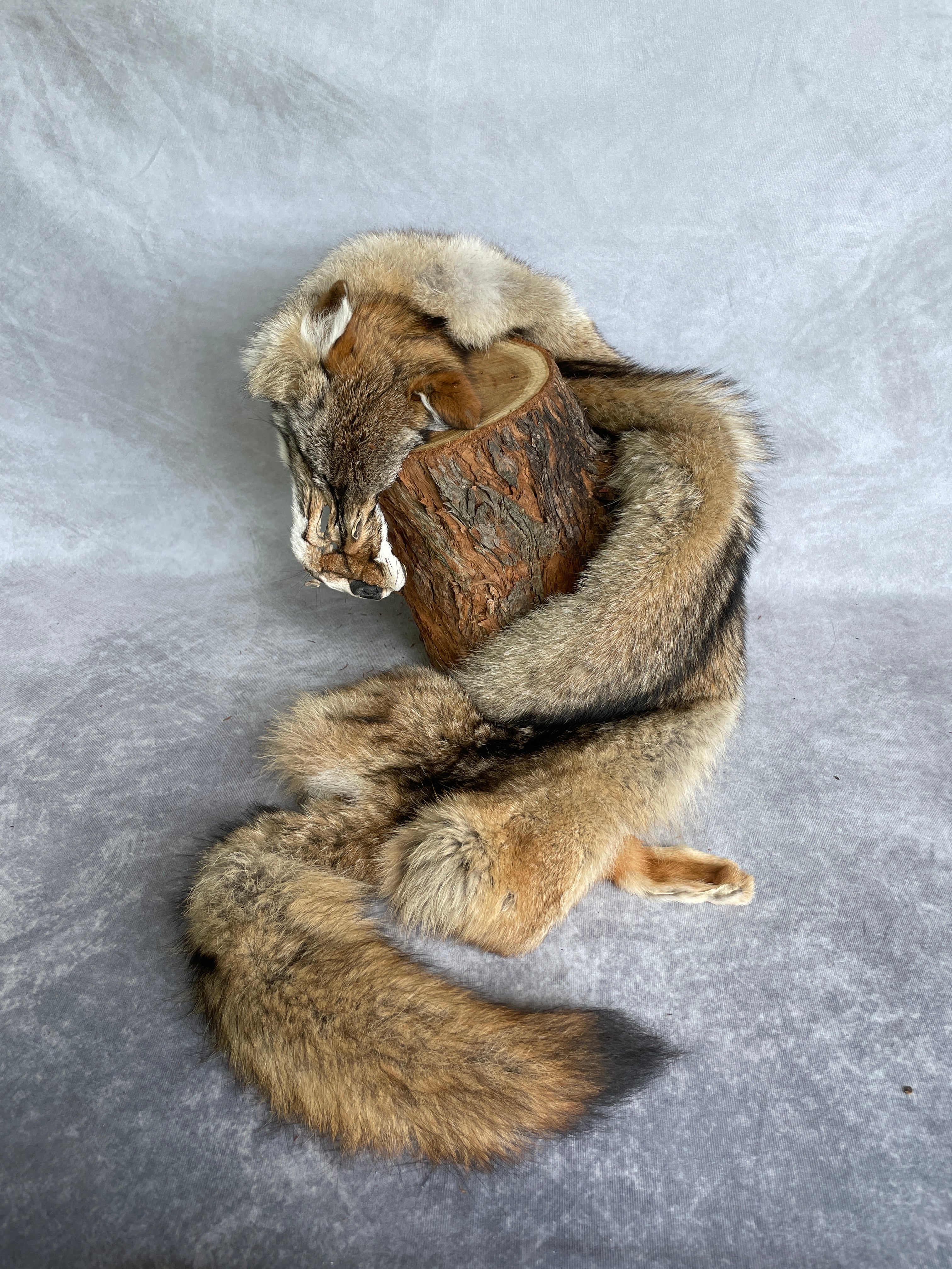 Specialty Skin - American Coyote