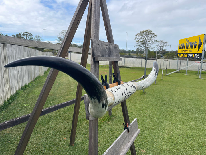 Mounted Cow Horns 08 (delivery extra on request)