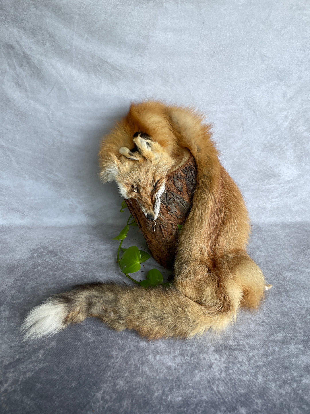 Specialty Skin - Fox Skins