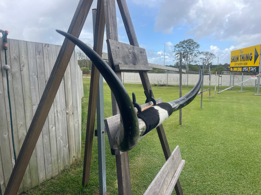 Mounted Cow Horns 48 (delivery extra on request)
