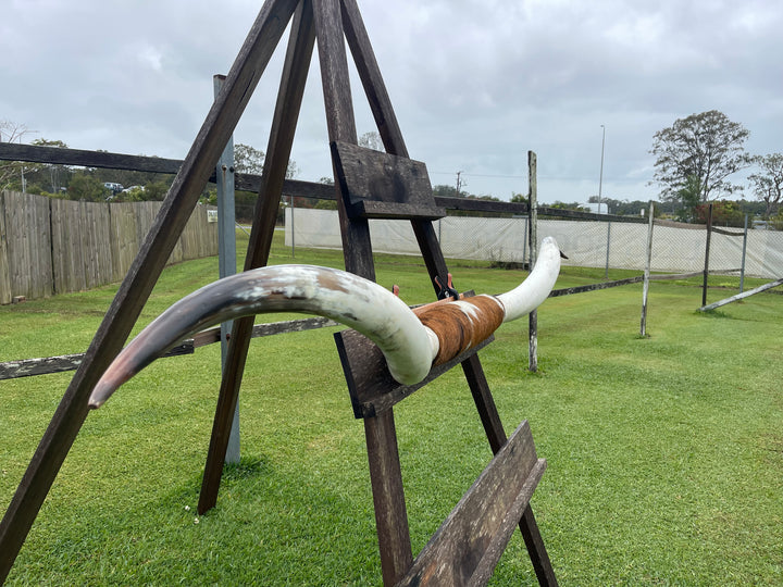 Mounted Cow Horns 27 (delivery extra on request)