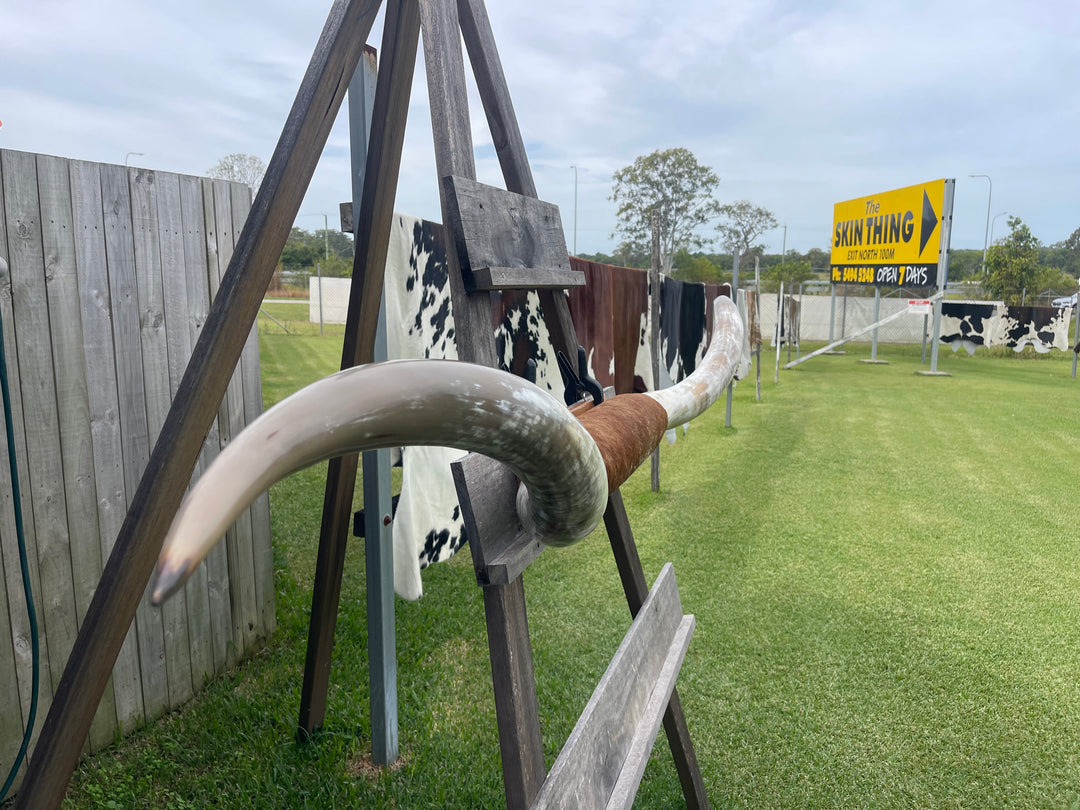 Mounted Cow Horns 52 (this set free delivery,can be dismantled )