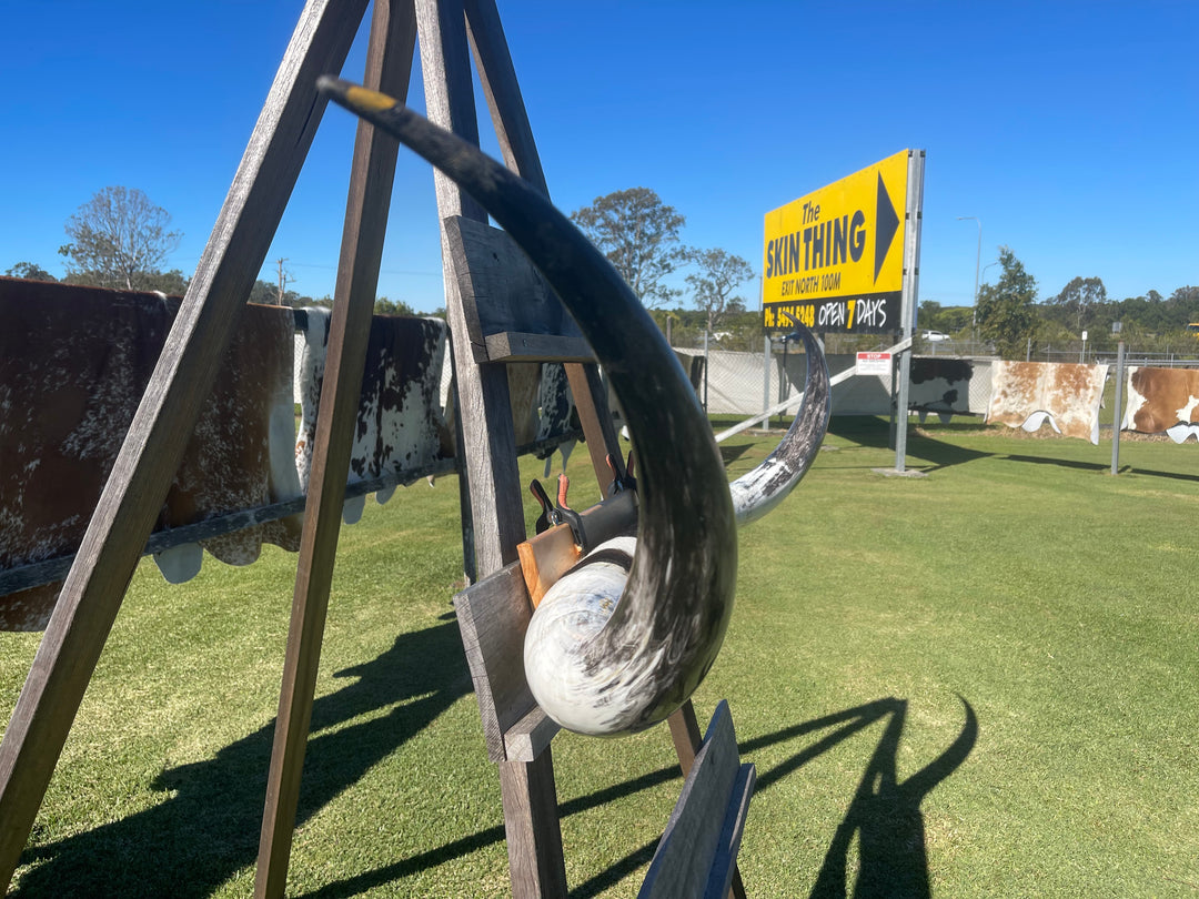 Mounted Cow Horns 12 (delivery extra on request)