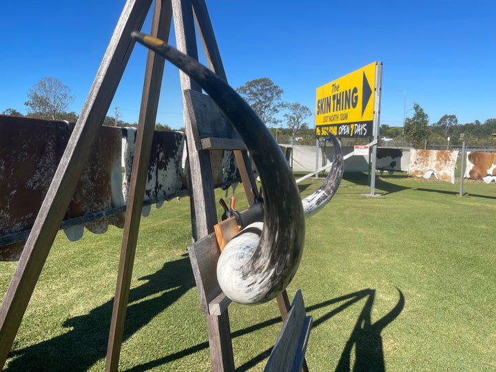 Mounted Cow Horns 12 (delivery extra on request)