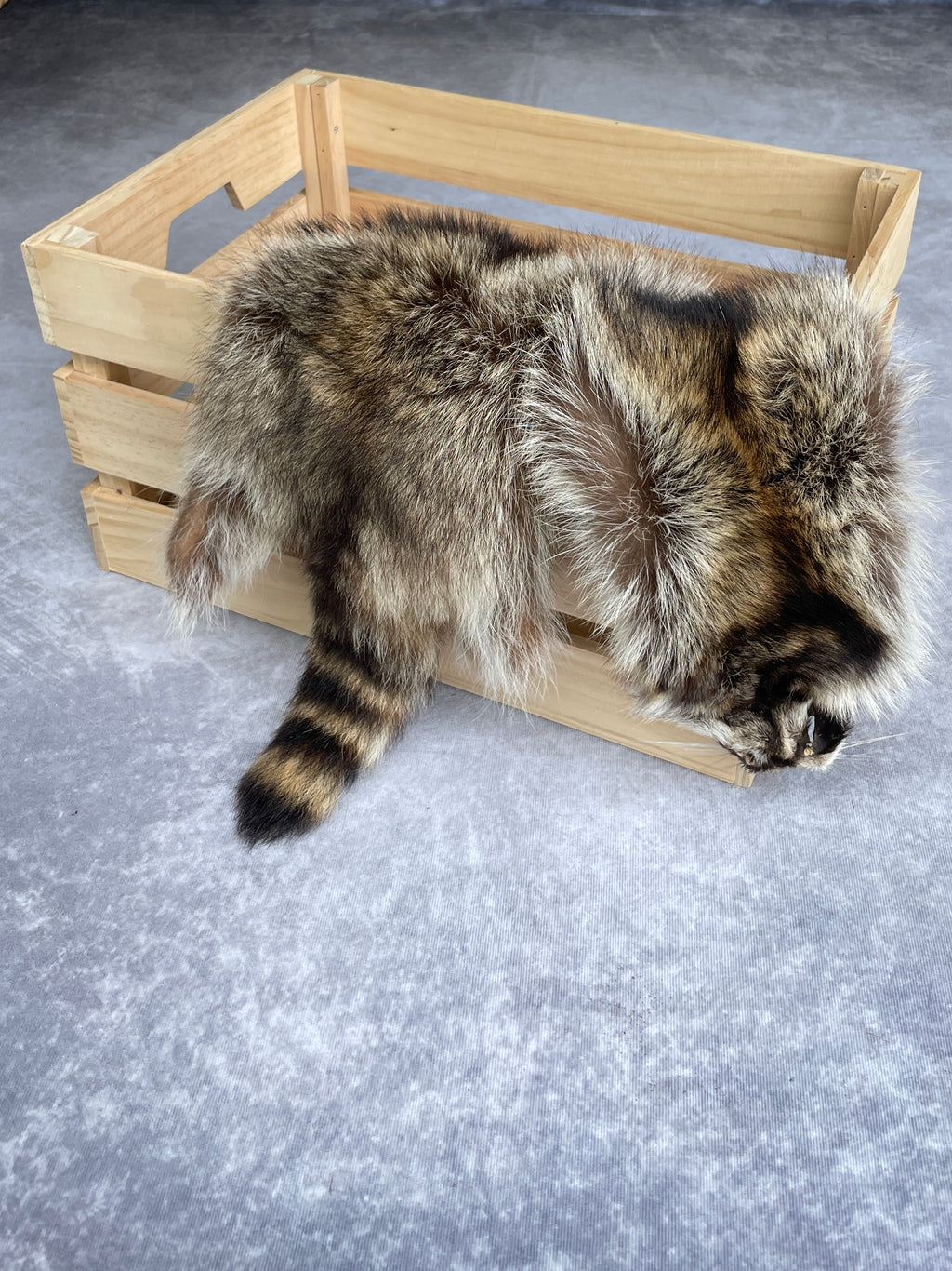 Specialty Skin - Raccoon