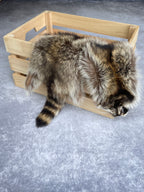 Specialty Skin - Raccoon