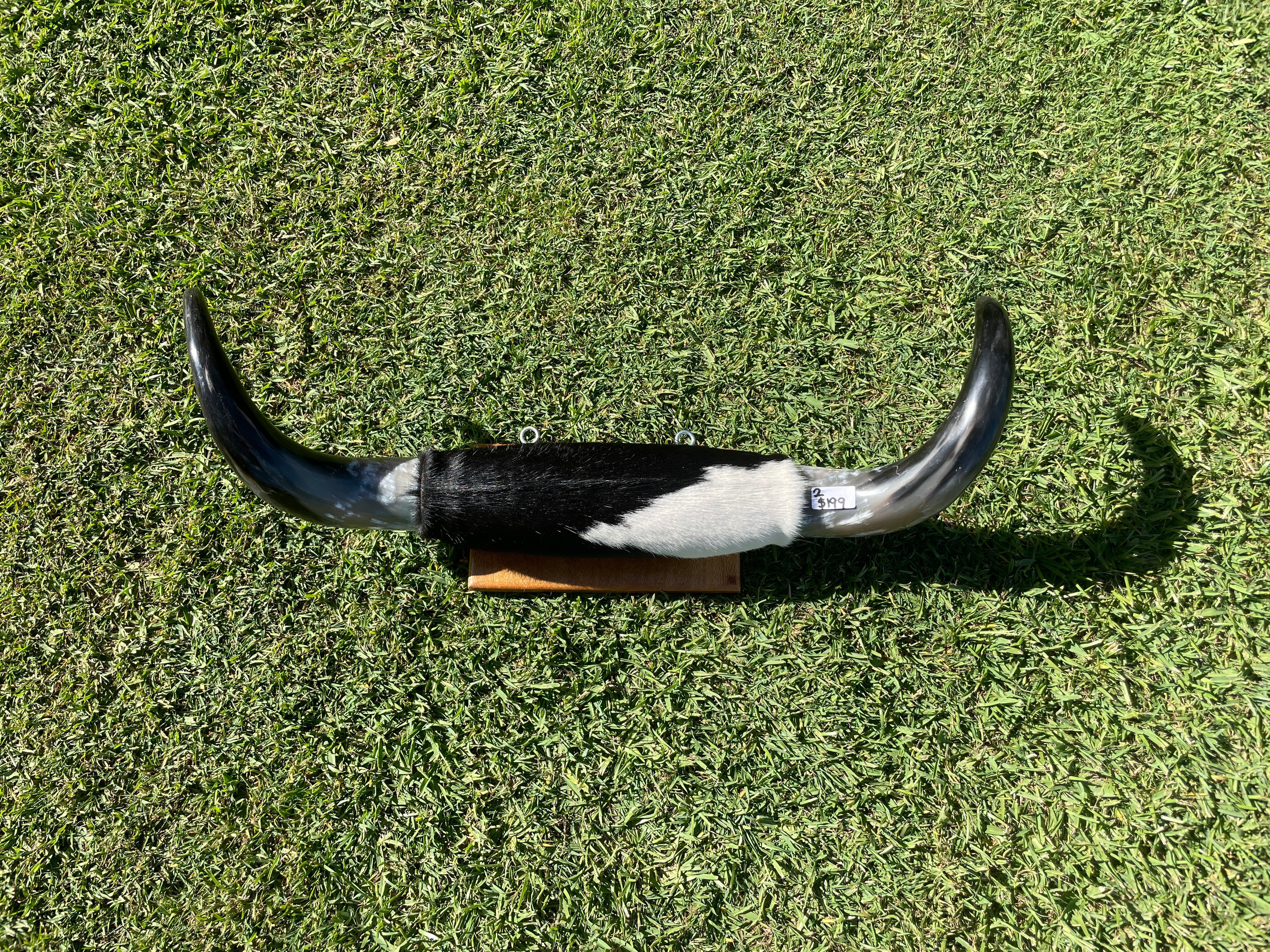 Mini Mounted Cow Horns 02