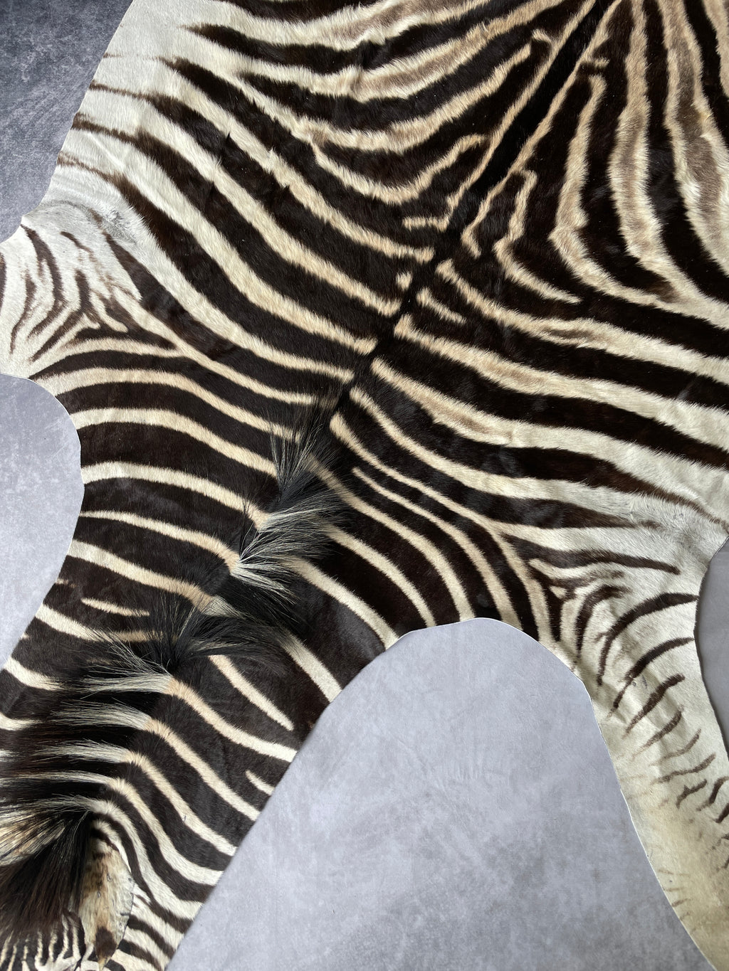 Specialty Skin - South African Zebra Skin (Real)