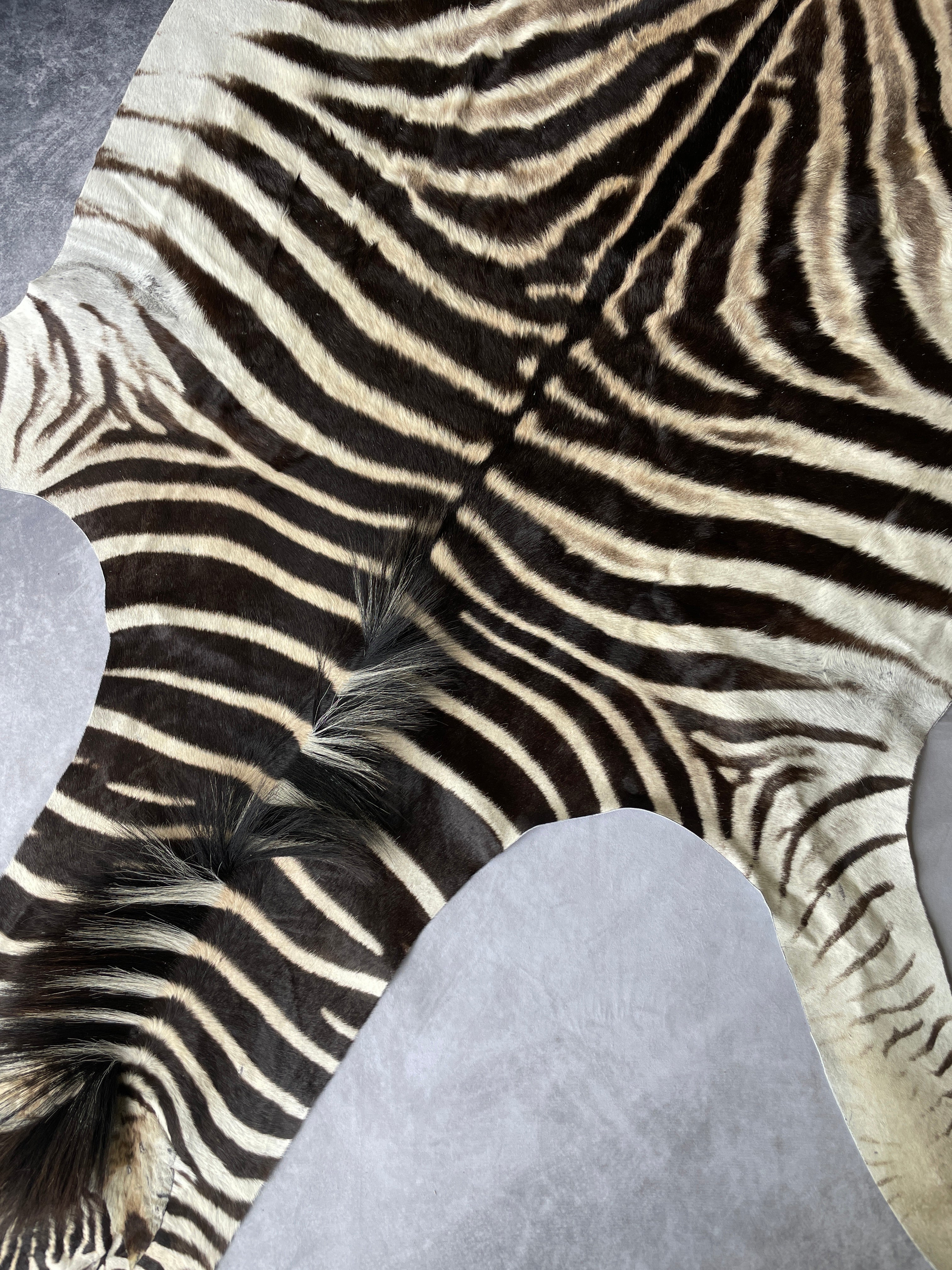 Specialty Skin - South African Zebra Skin (Real)
