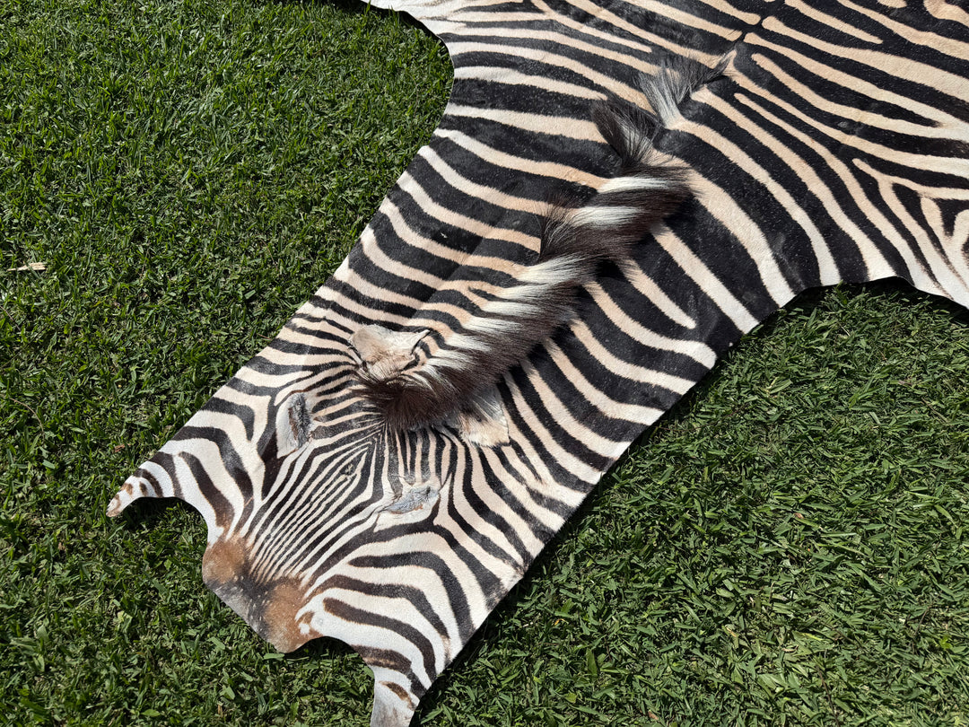 002 Specialty Skin - South African Zebra Skin (Real)