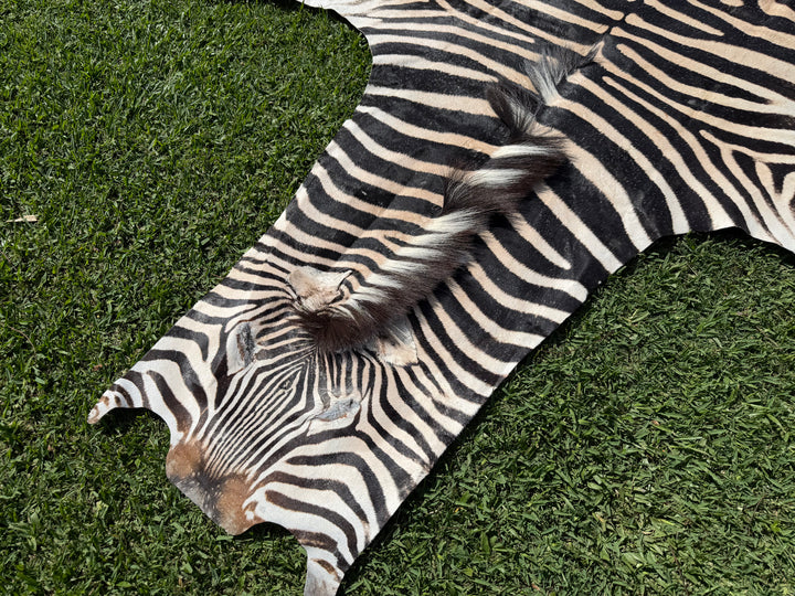 002 Specialty Skin - South African Zebra Skin (Real)