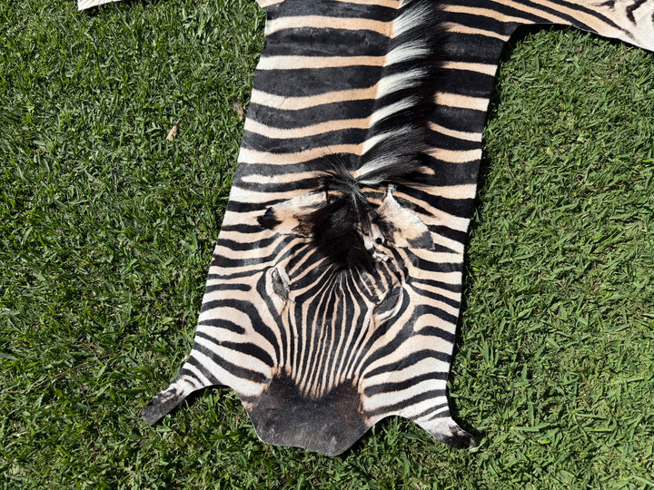 004 Specialty Skin - South African Zebra Skin (Real)