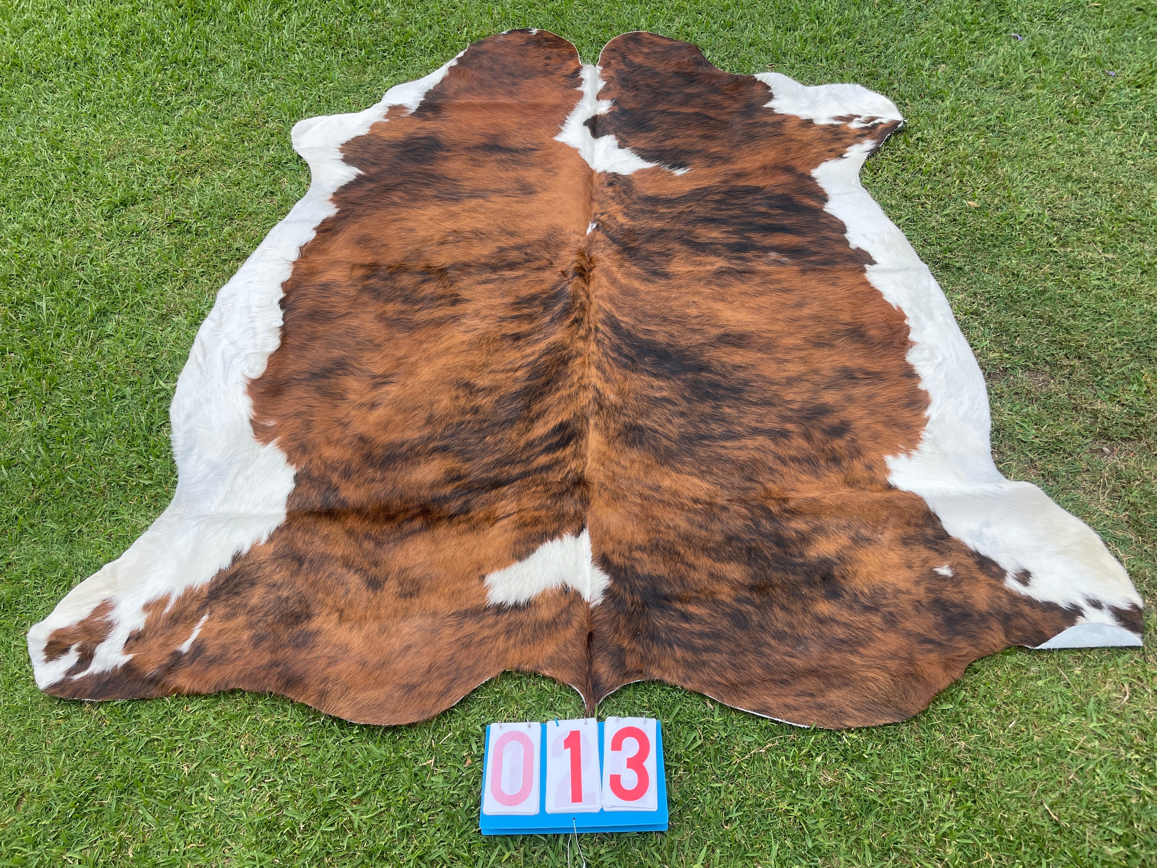 Cowhide 13 Stunning Brindle White Belly