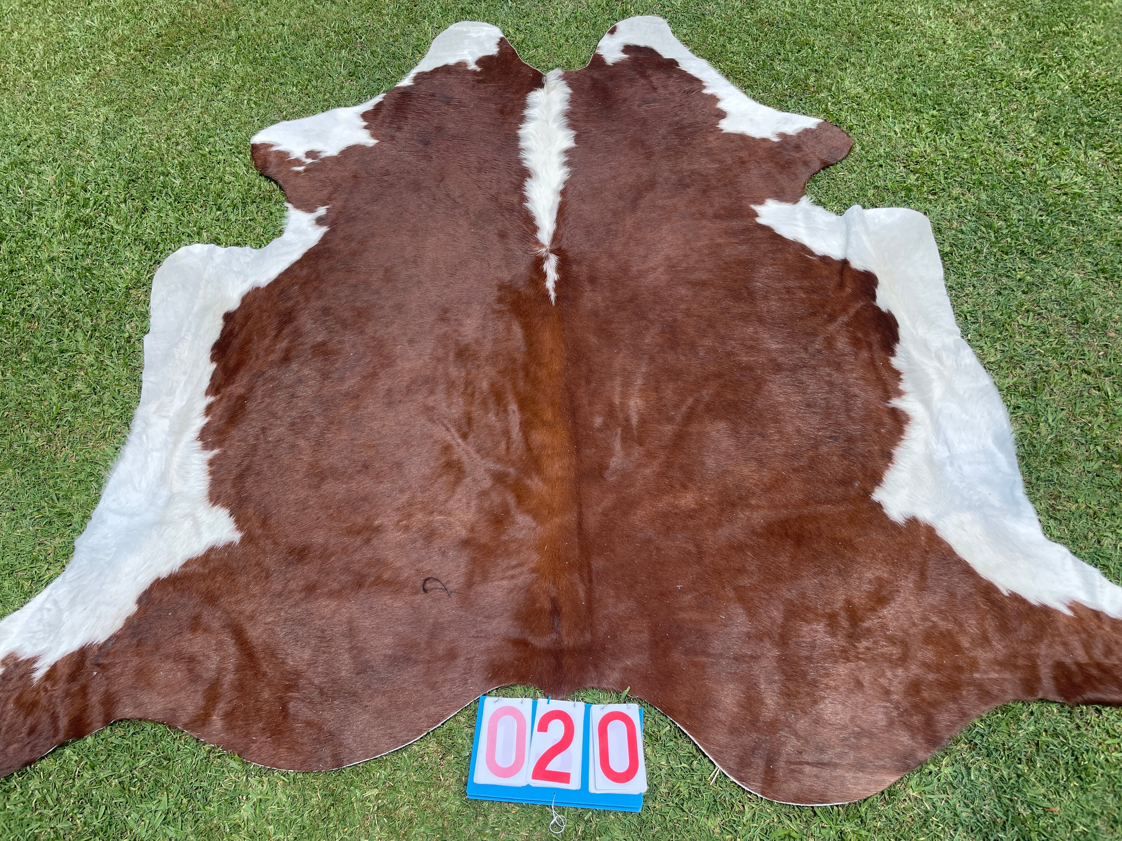 Cowhide 20 Hereford White Belly
