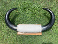 Mini Mounted Cow Horns 01