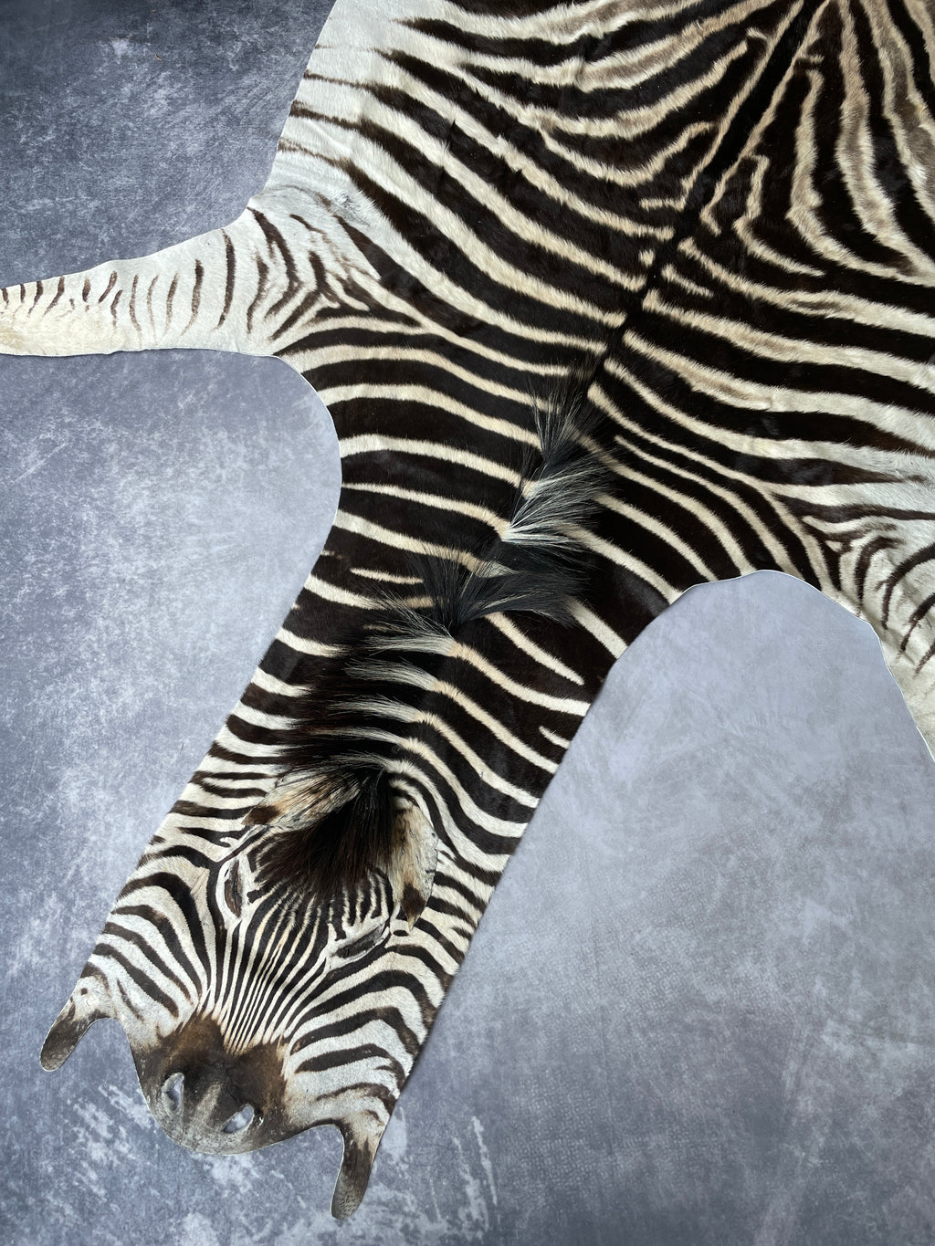 Specialty Skin - South African Zebra Skin (Real)