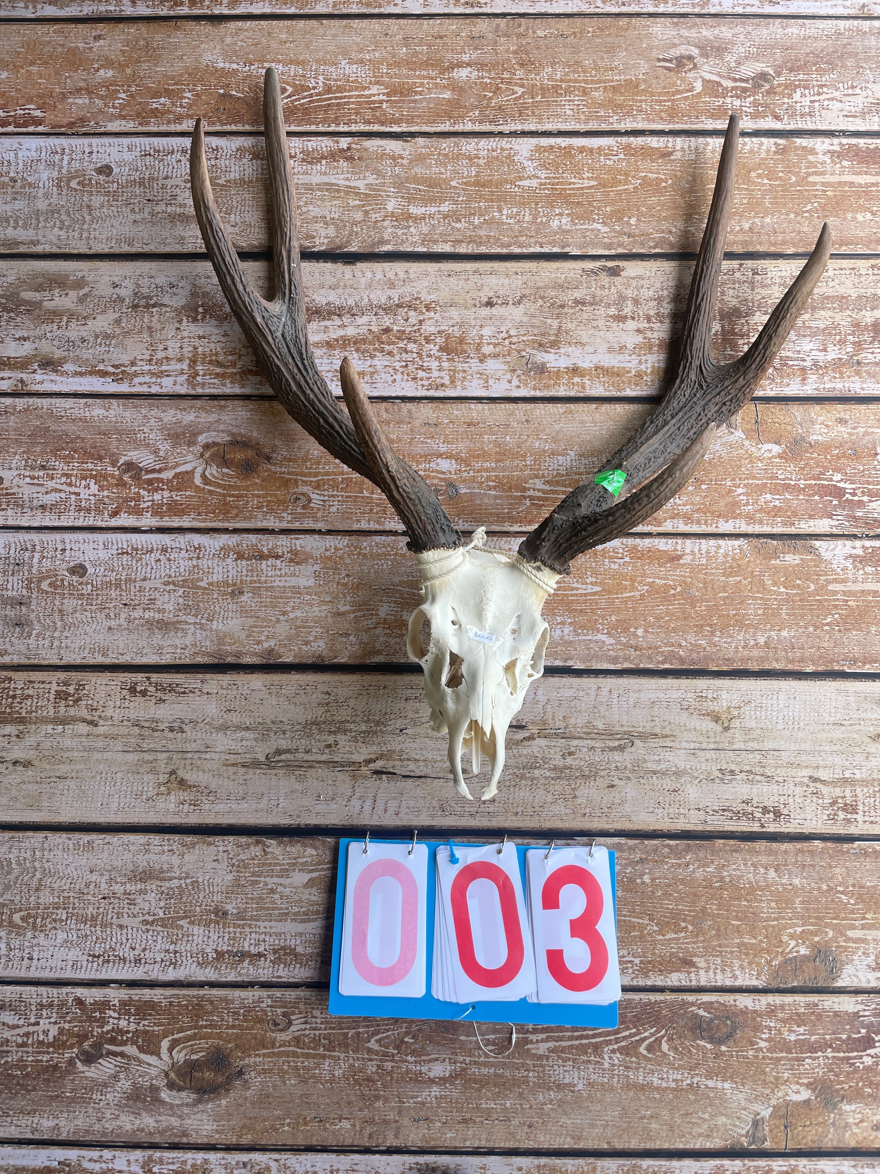 Antlers With Full Skull