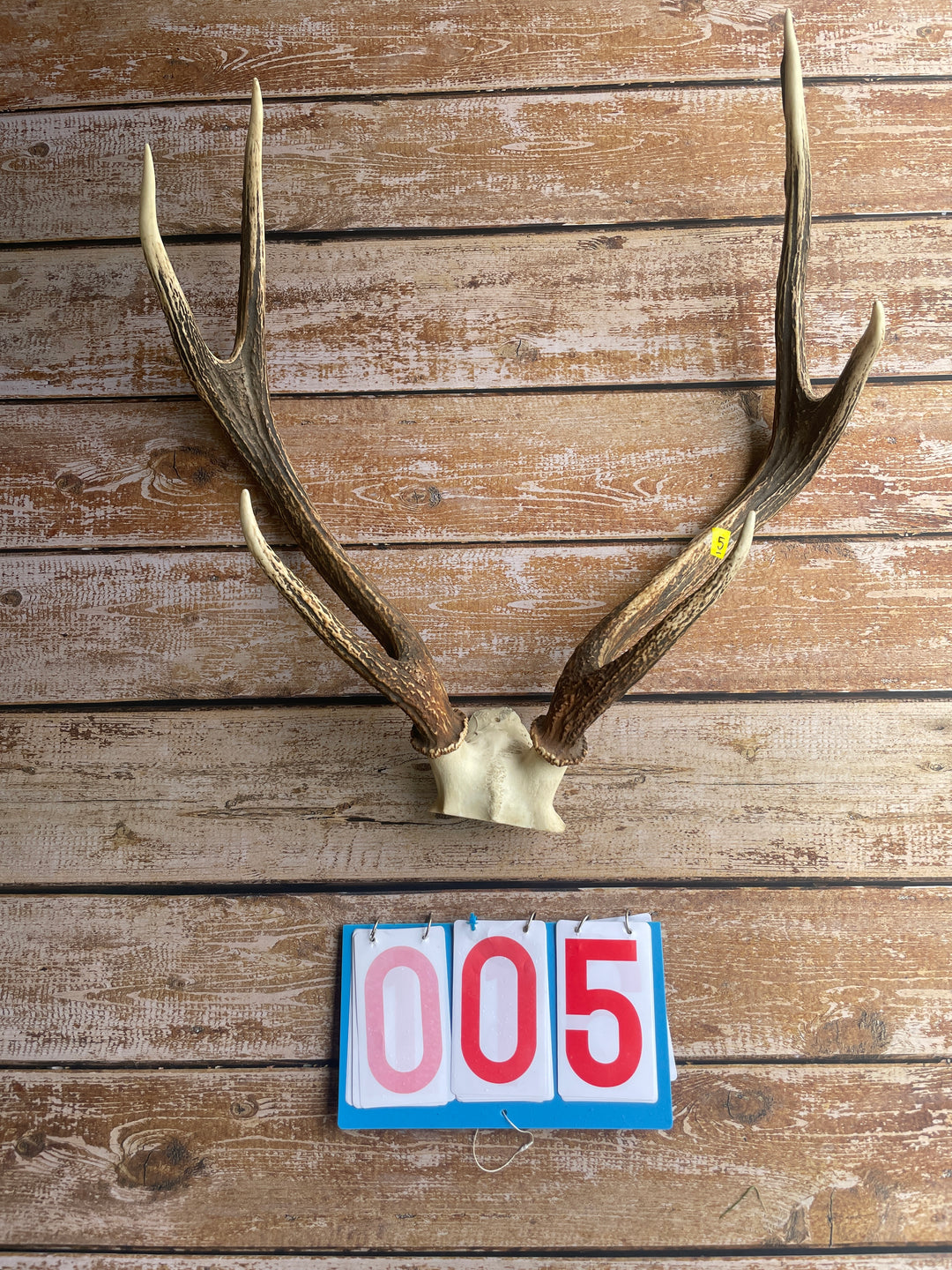 Antler Skull Caps