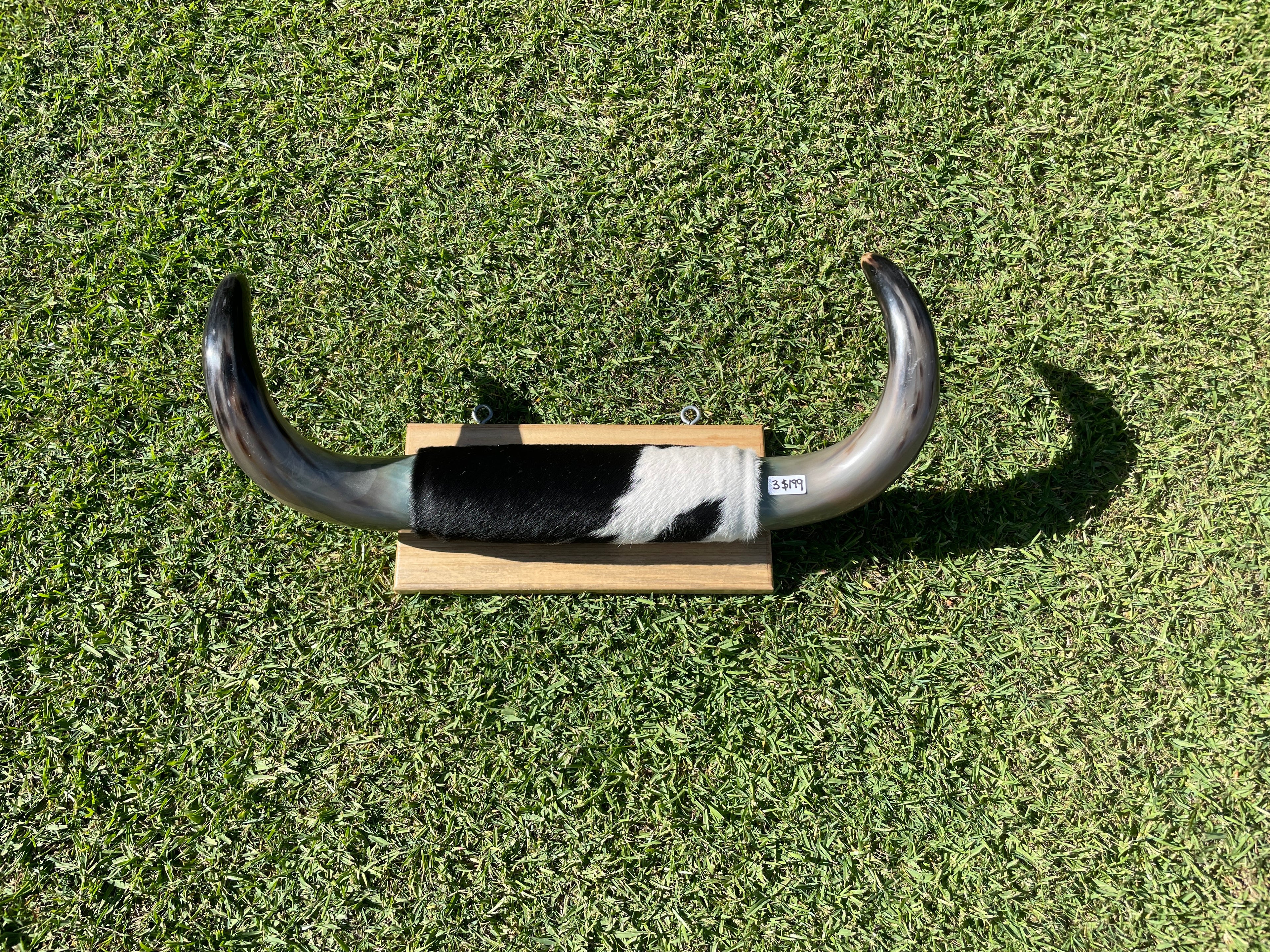 Mini Mounted Cow Horns 03
