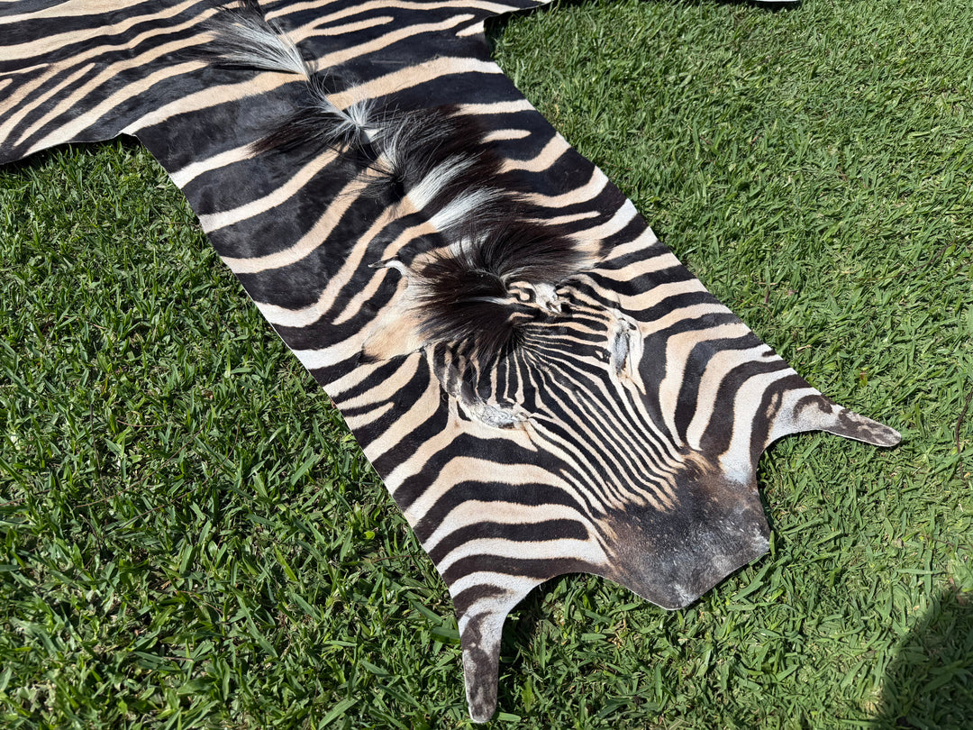 001 Specialty Skin - South African Zebra Skin (Real)