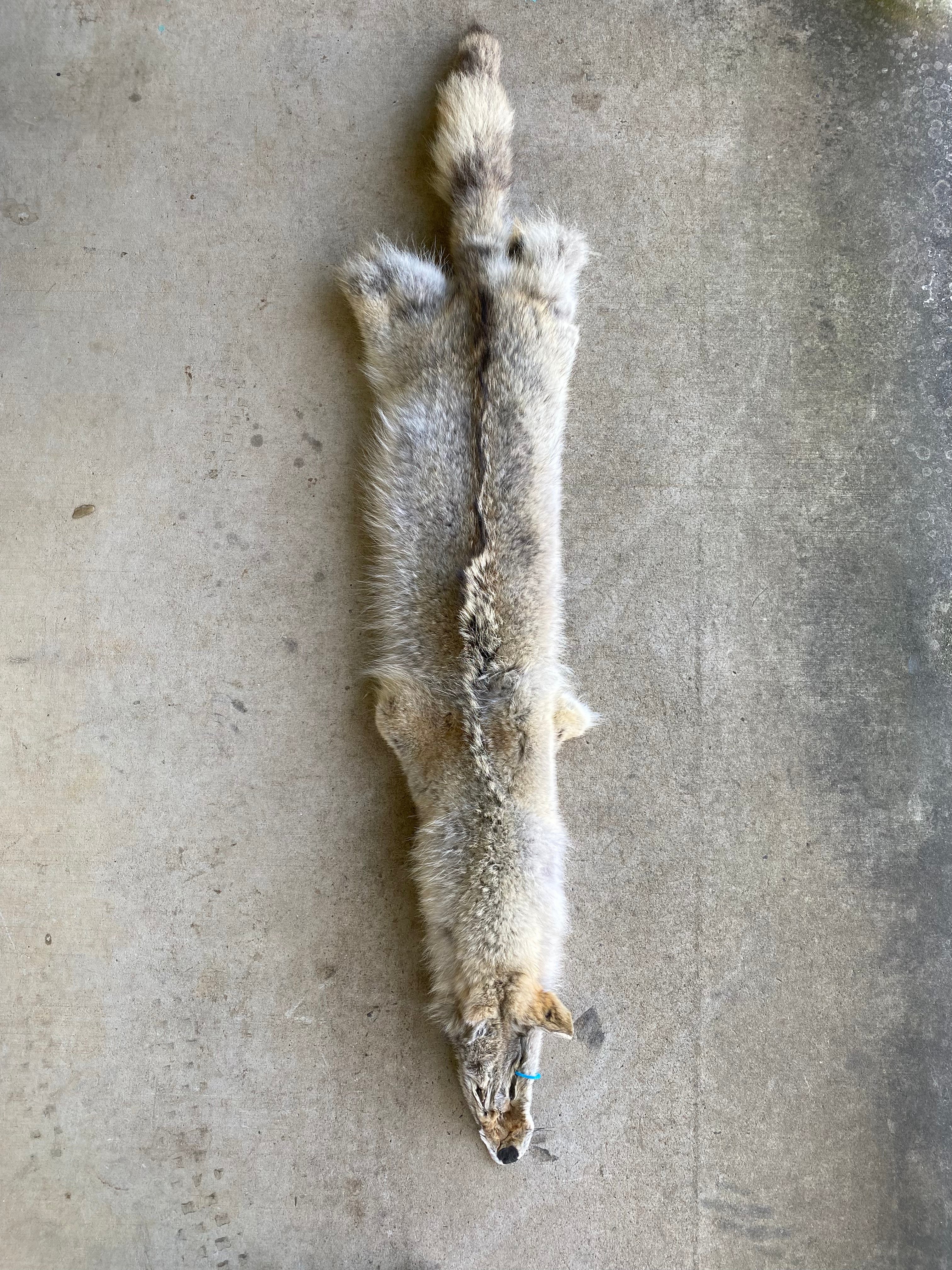 Specialty Skin - American Coyote