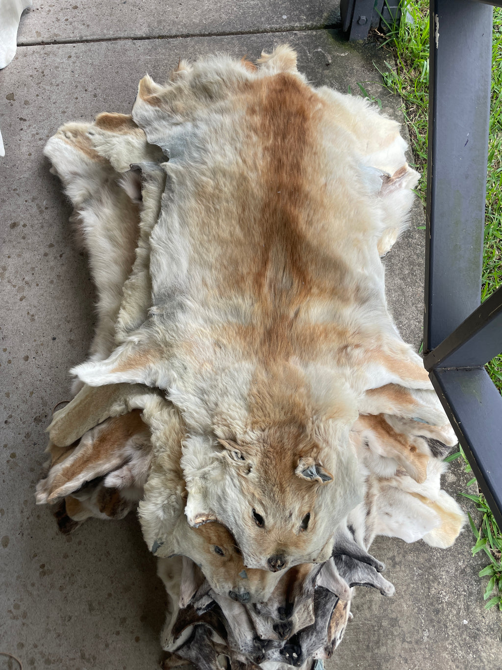 Specialty Skin - Dingo Skin/Wild Dog