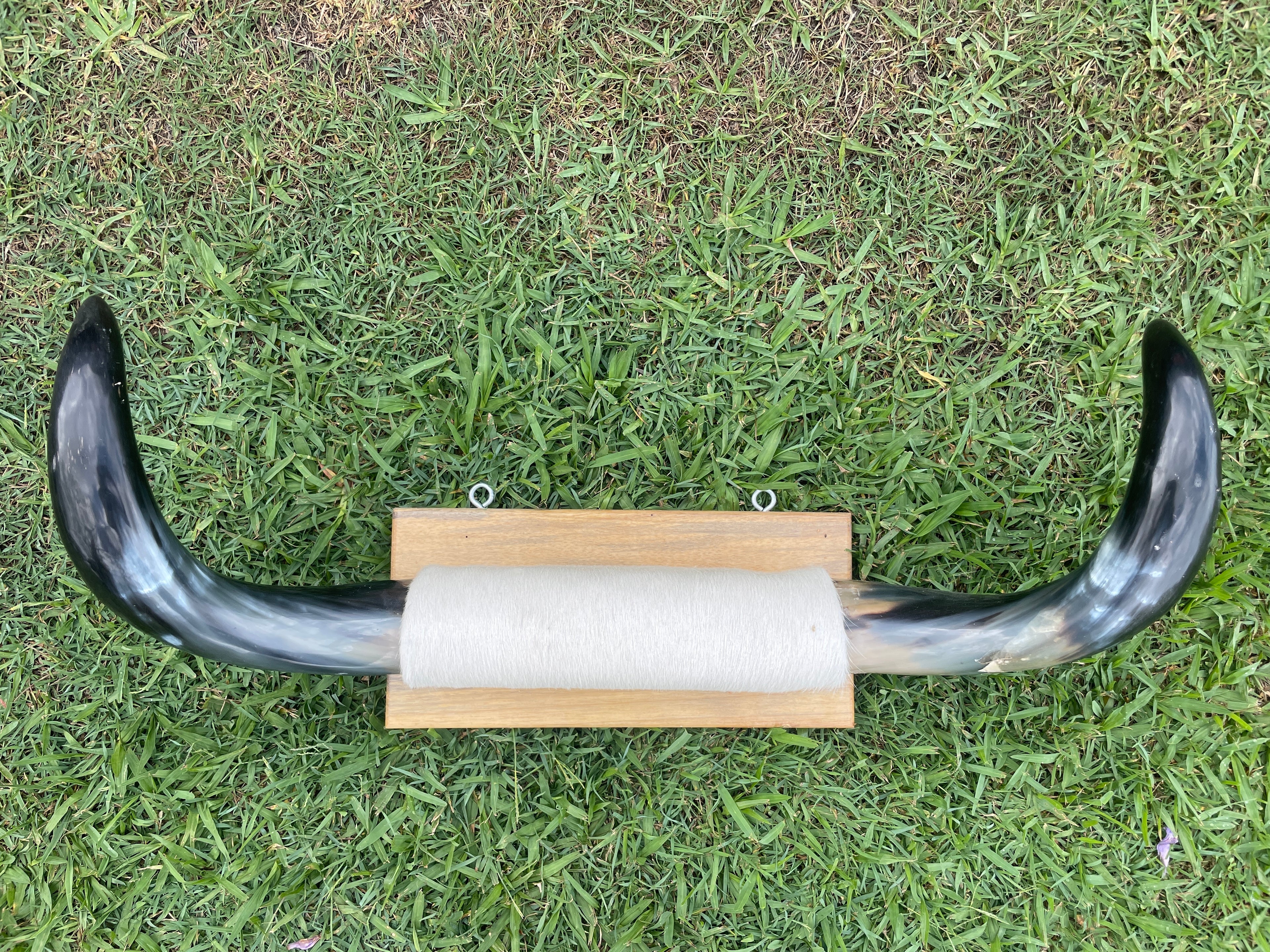 Mini Mounted Cow Horns 05