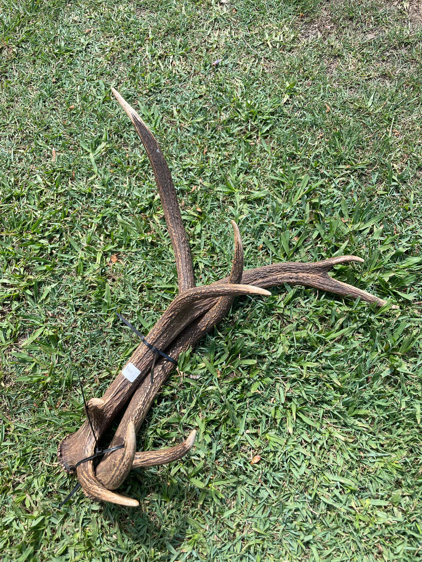 Antlers