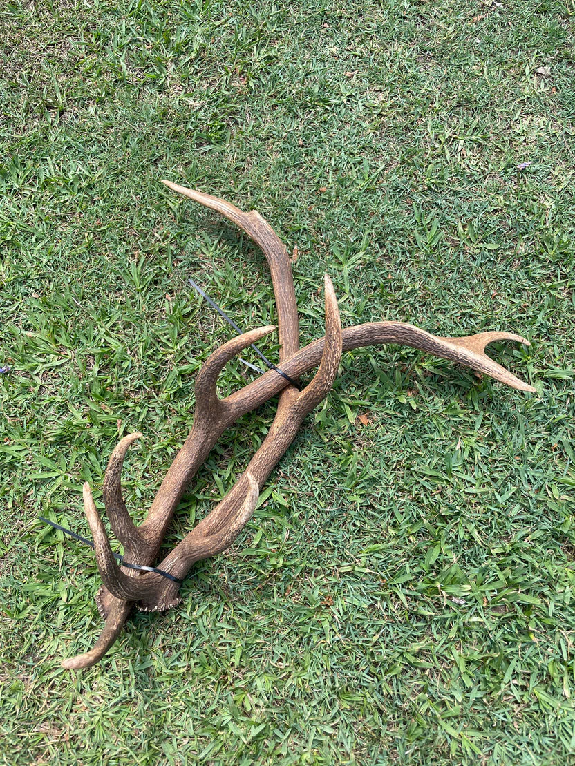 Antlers