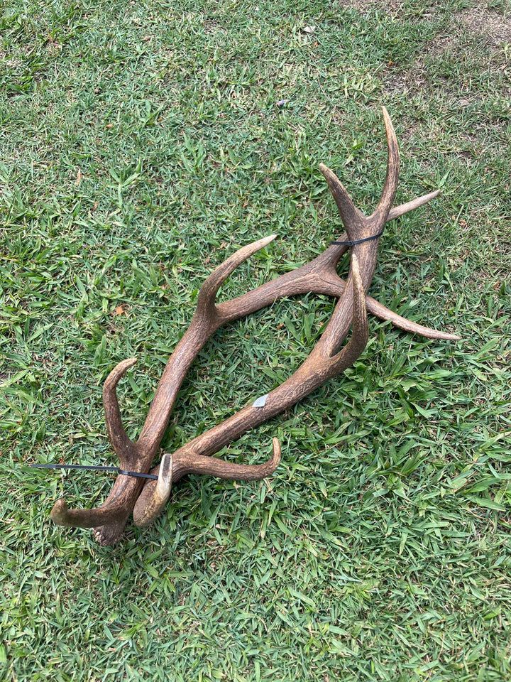Antlers